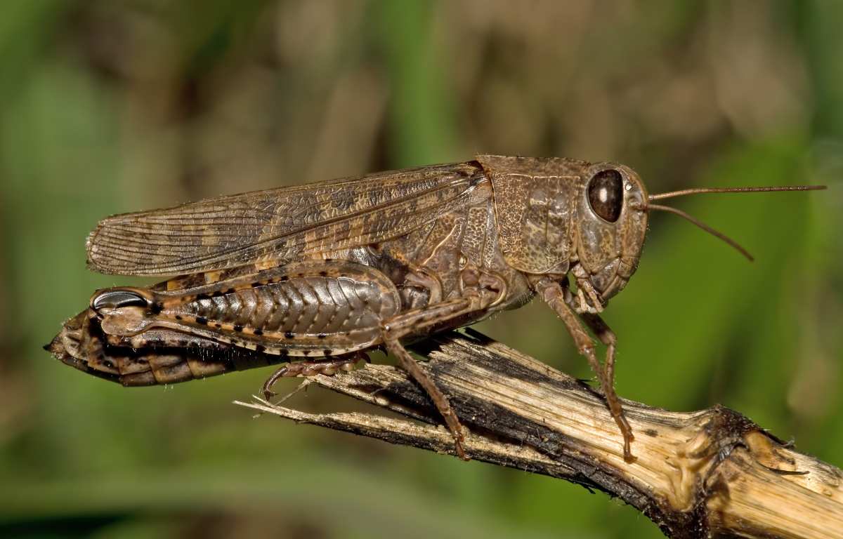 Моніторимо саранових