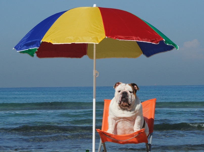 Як уберегти свого улюбленця від теплового удару