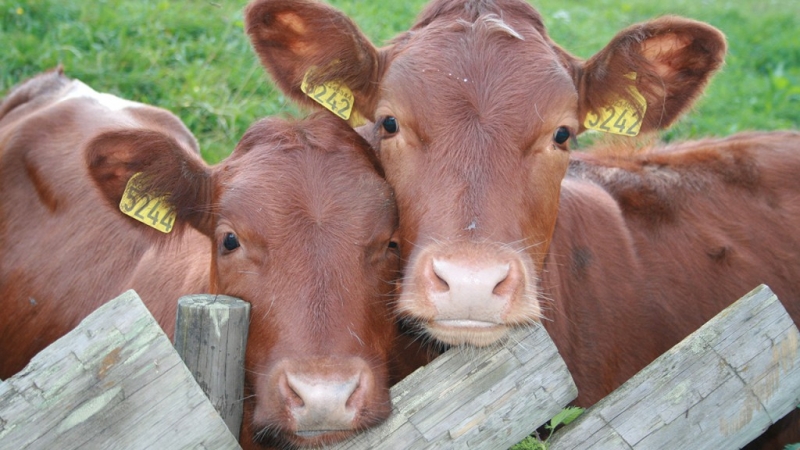 Інформація про харчовий ланцюг