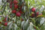 Персикові сади Херсонщини під контролем фахівців-фітосанітарів