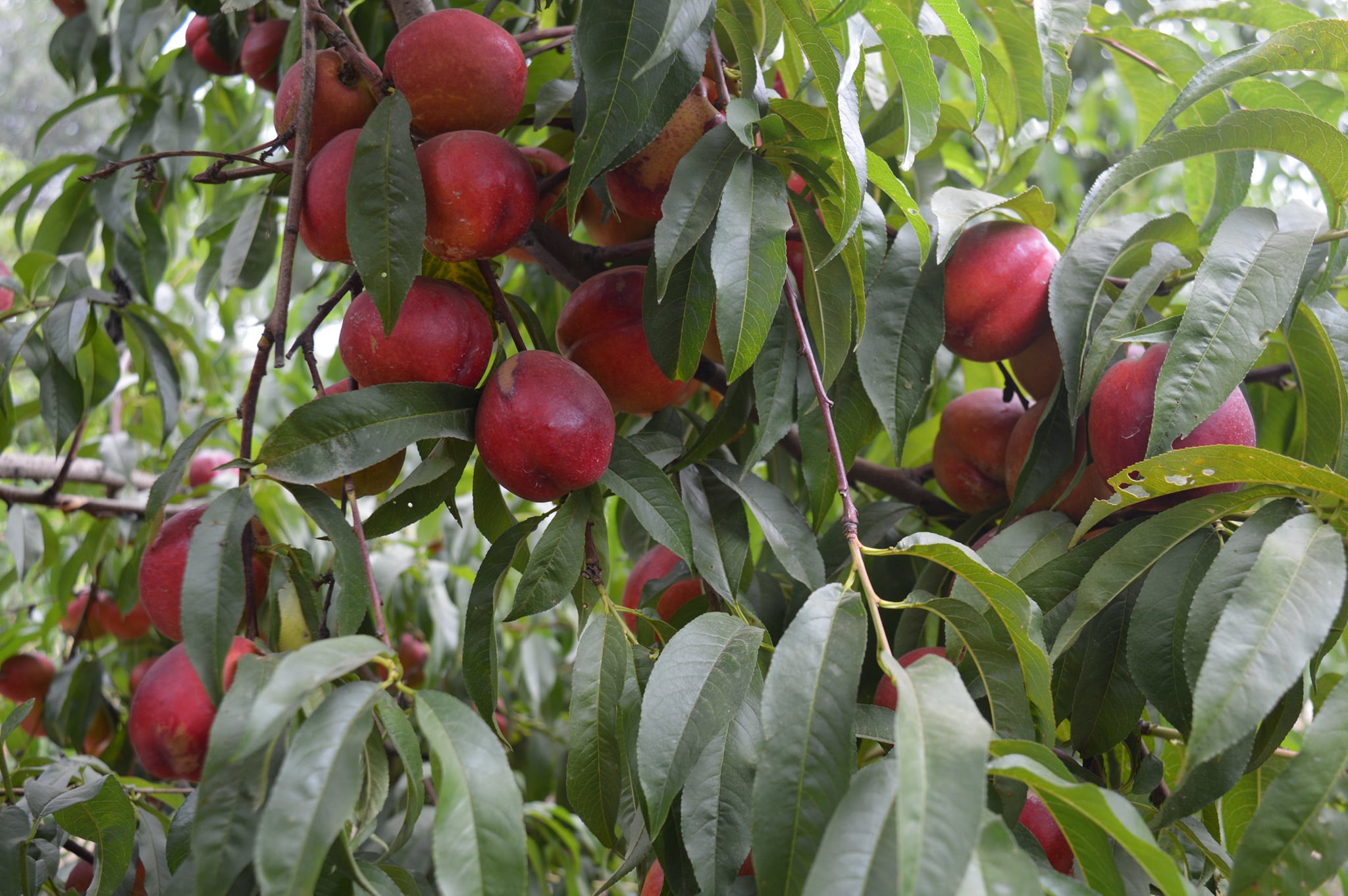 Персикові сади Херсонщини під контролем фахівців-фітосанітарів
