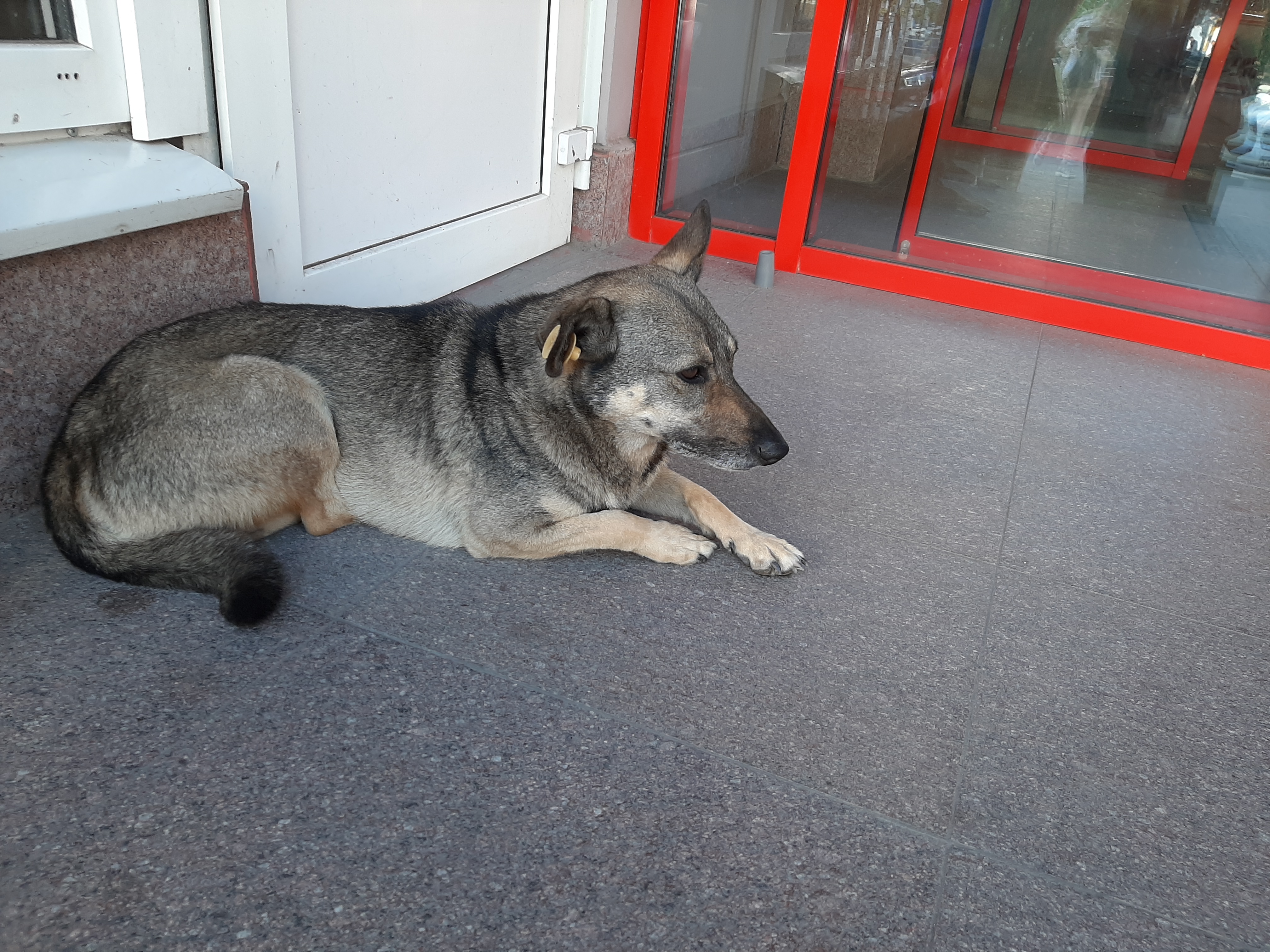 За 6 місяців 2020 року на Херсонщині зафіксовано 402 укуси людей тваринами