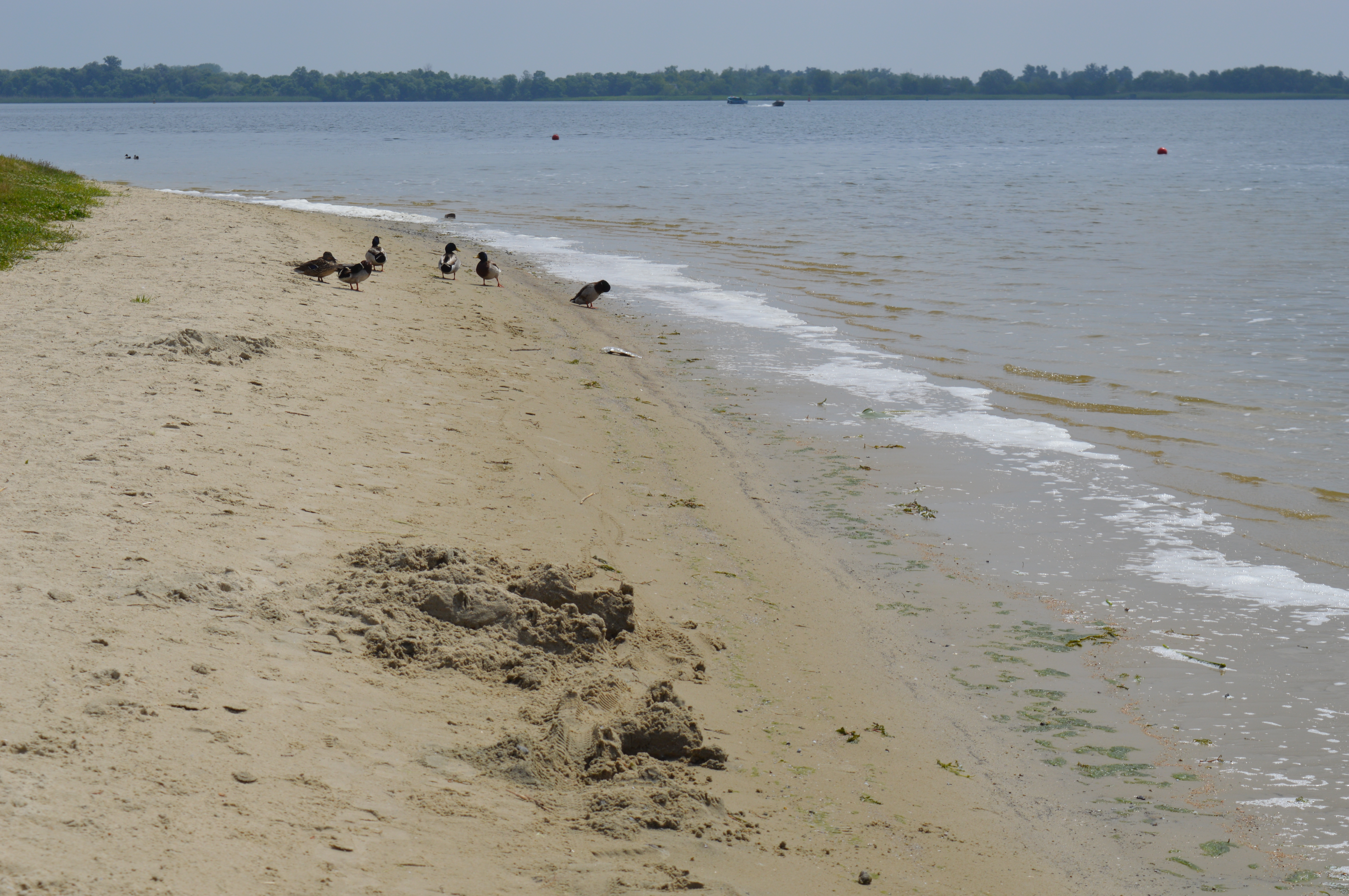 Інформація щодо виявлення холерних вібріонів у відкритих водоймах на Херсонщині