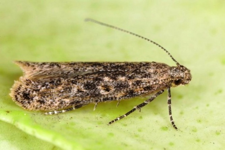 Небезпечний карантинний шкідник томатів – південноамериканська томатна міль