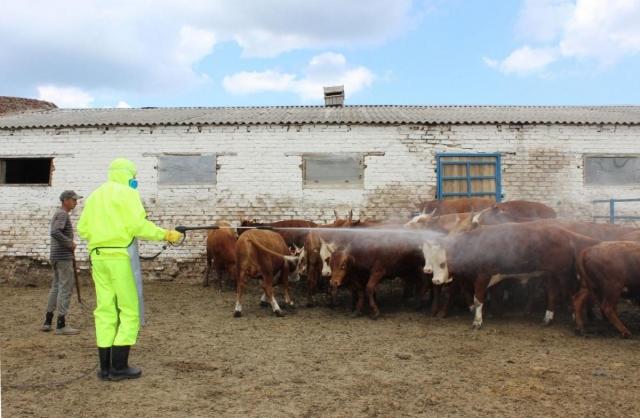 Бережіть себе та своїх тварин від кліщів
