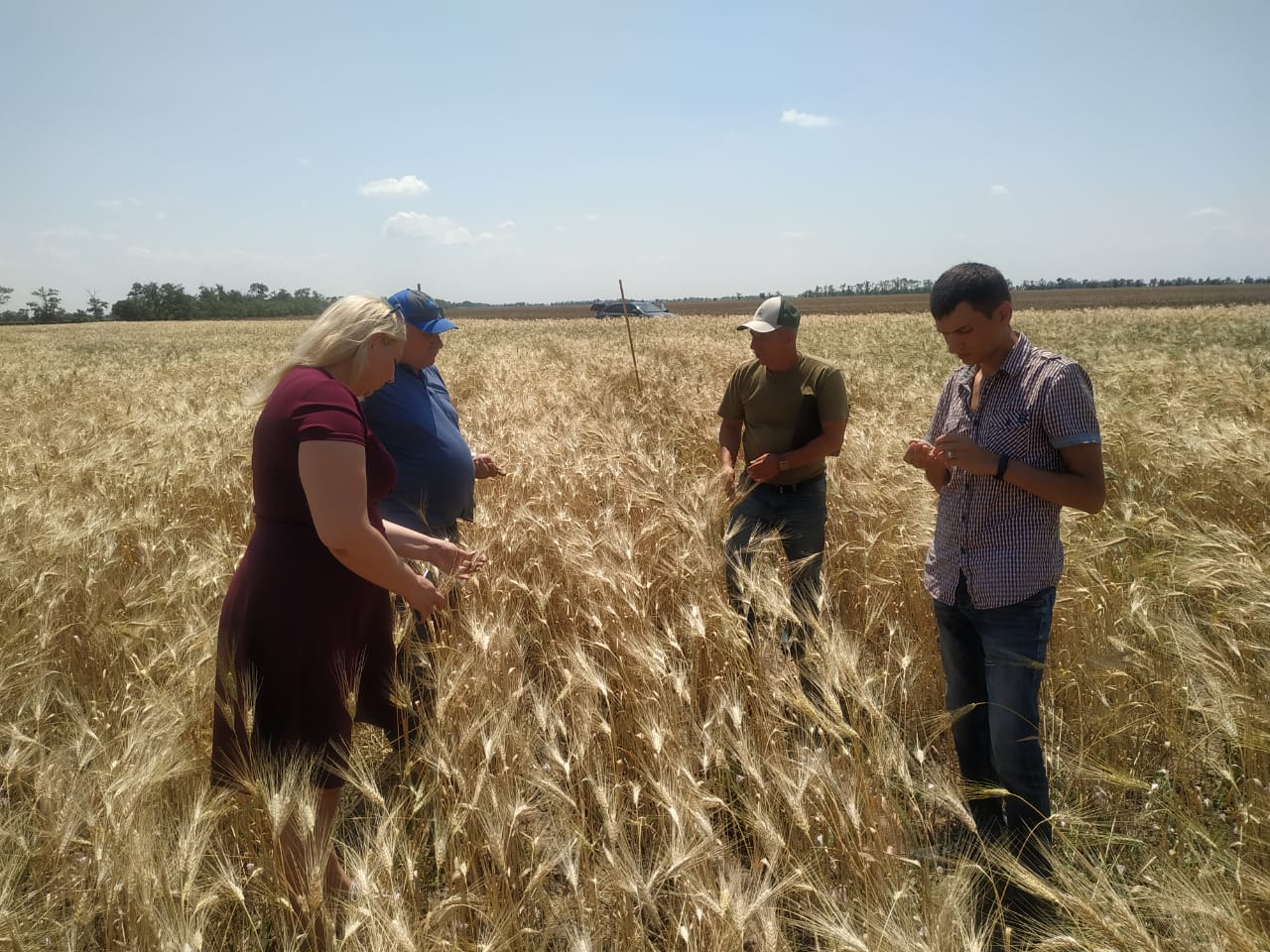 Моніторинг проведення польового оцінювання насінницьких посівів