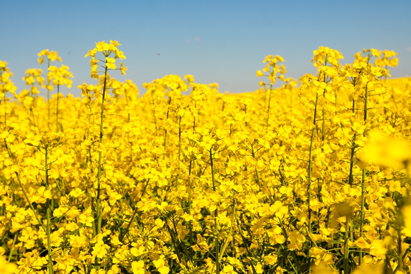 Високі врожаї ріпаку озимого – з найкращого насіння