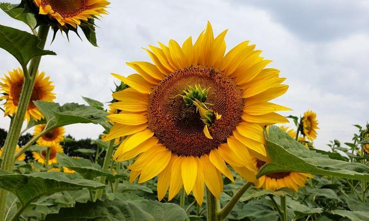 Філодії на кошиках соняшнику