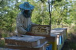 Мед з Херсонщини експортують до країн ЄС та США