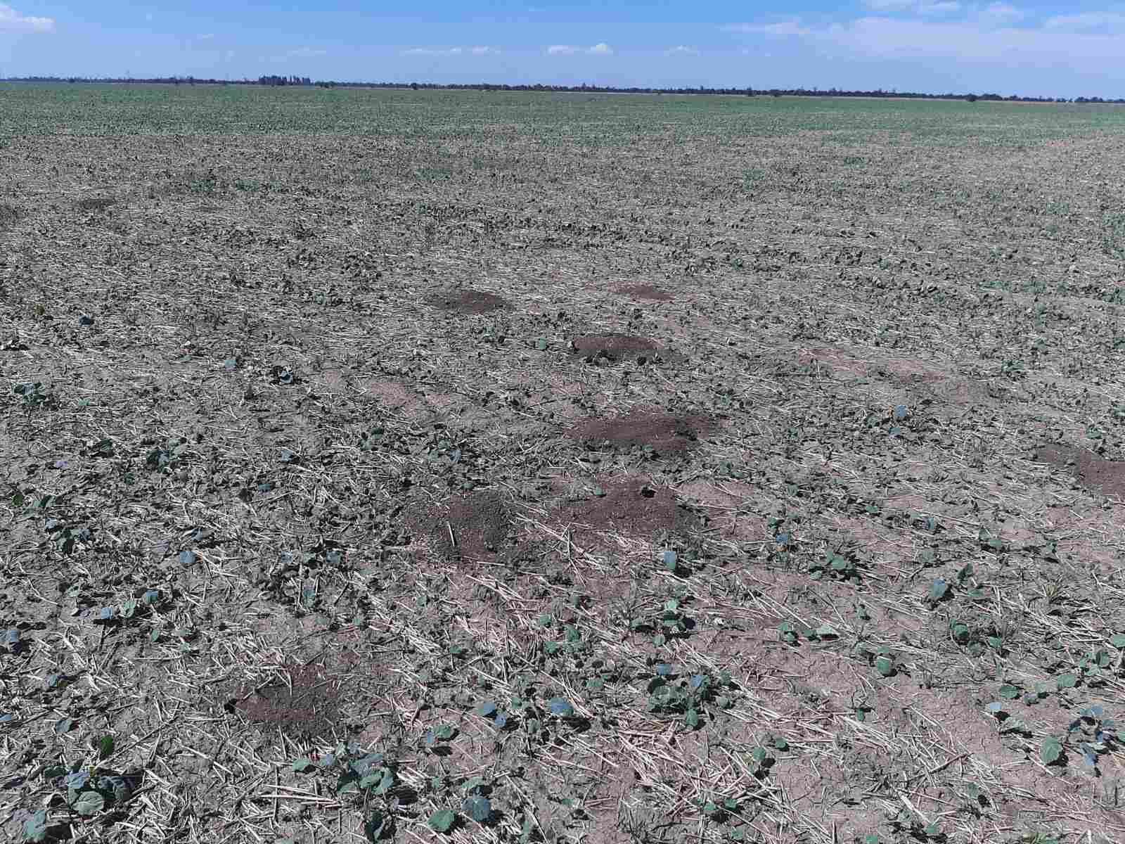 До уваги аграріїв: боротьба з мишоподібними гризунами