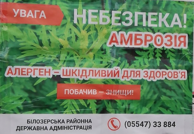 Продовжуємо боротися із амброзією полинолистою