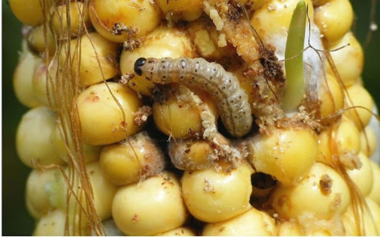 Захистимо кукурудзу від шкідників