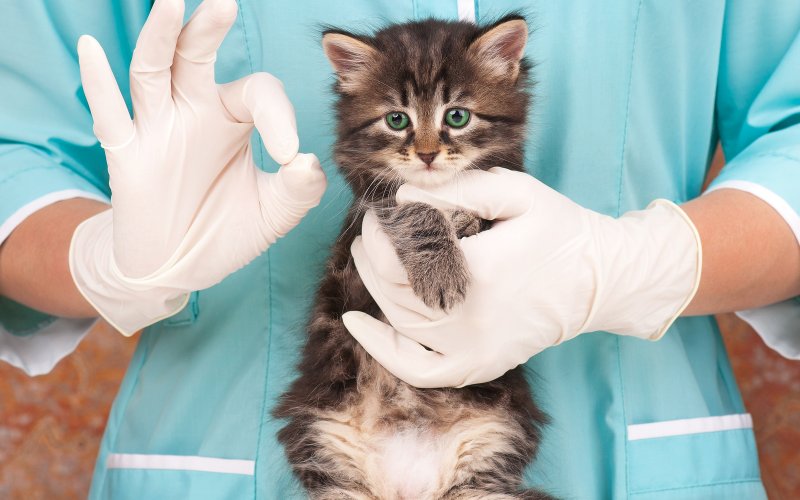 Всесвітній день боротьби зі сказом