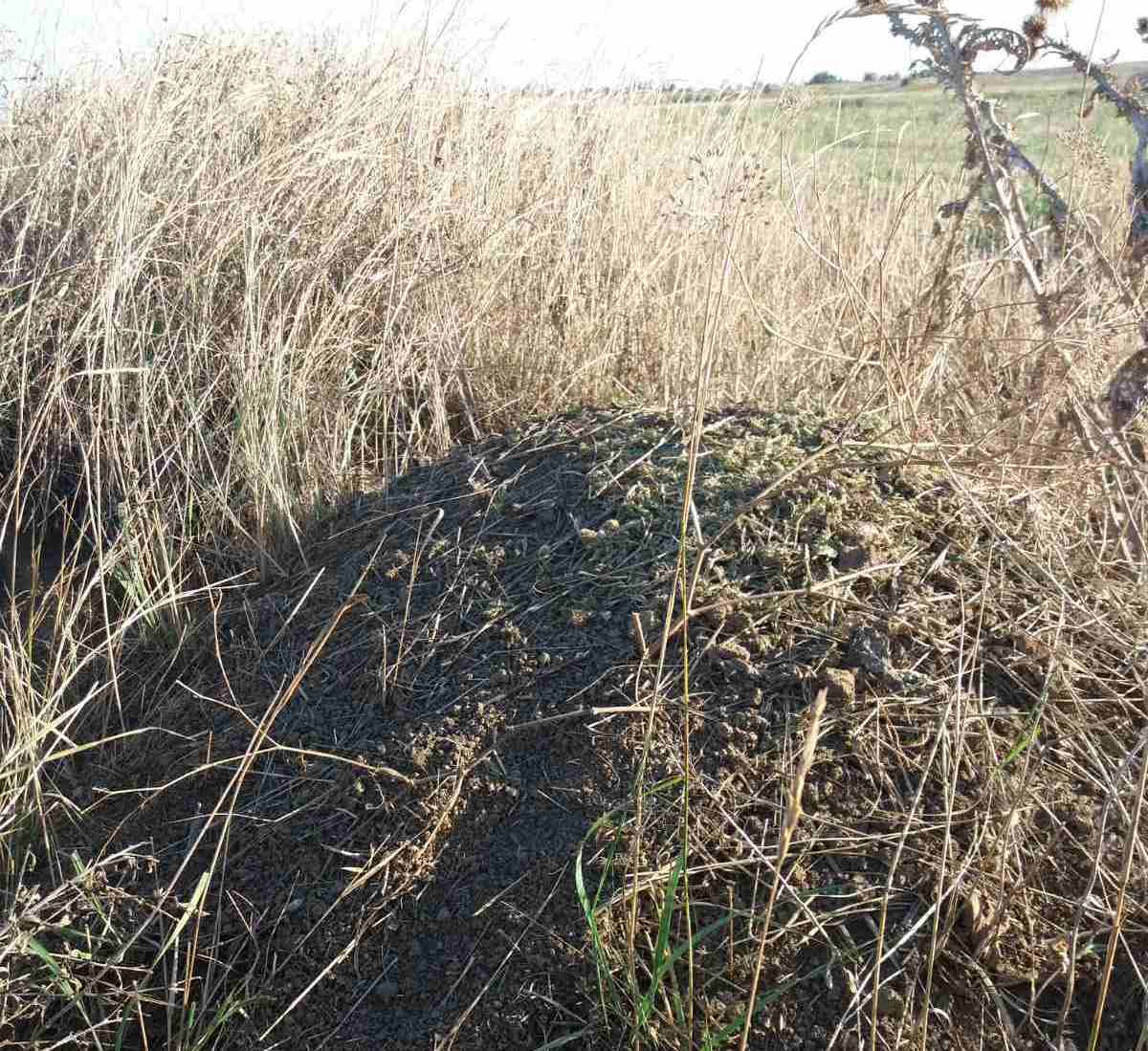 Продовжуємо боротьбу з мишами