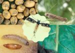 Картопляна міль (Phthorimaea operculella Zell) – небезпечний карантинний шкідник