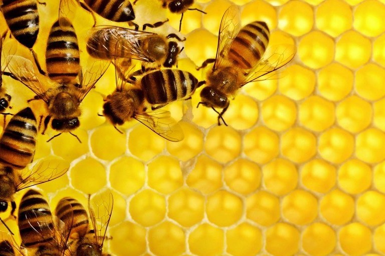 У Горностаївці під час круглого столу обговорили питання бджільництва