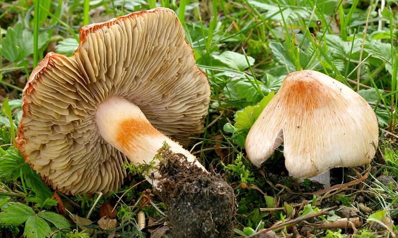 Обережно: отруйні гриби