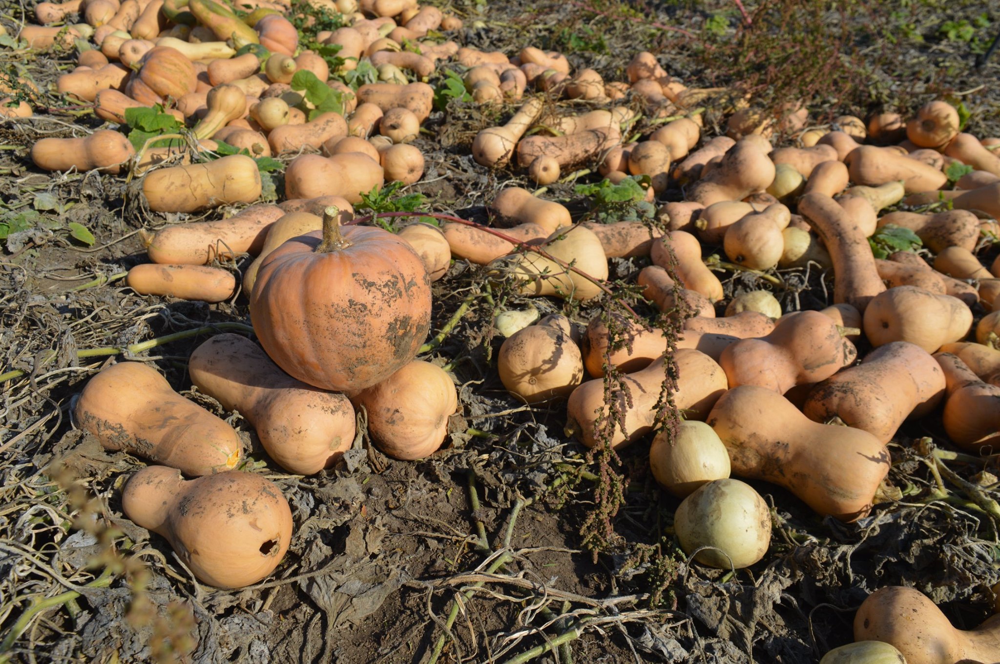 Херсонські гарбузи експортують до Великої Британії