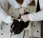 Для чого чіпувати домашніх тварин