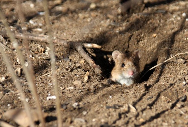 На Херсонщині оголосили тиждень боротьби з мишоподібними гризунами