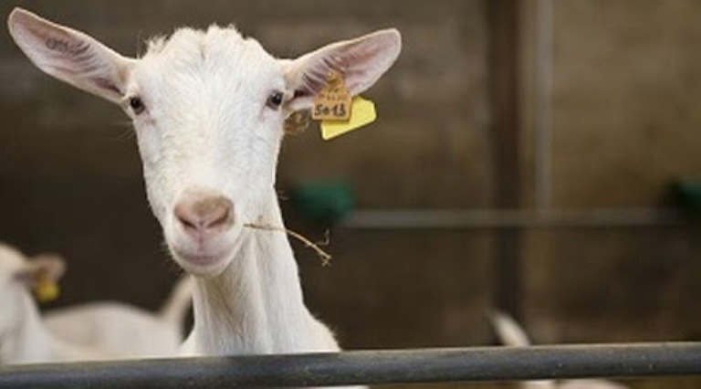 До уваги власників: внесено зміни до Порядку ідентифікації та реєстрації овець і кіз