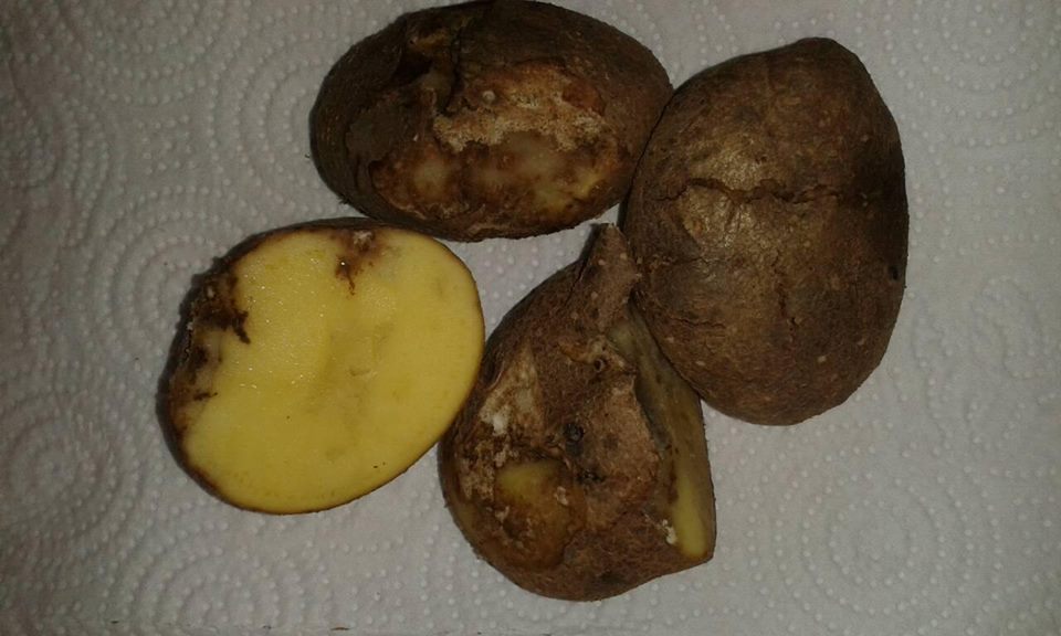 Що потрібно знати про стеблову нематоду картоплі?