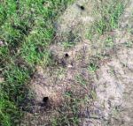 У Скадовському районі проводяться обстеження озимих культур