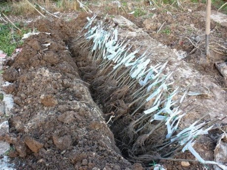 Як зберегти саджанці для весняної посадки