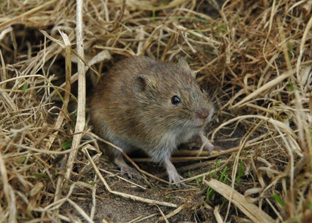 Інформація щодо фітосанітарного стану посівів сільськогосподарських культур у господарствах Херсонської області станом на 4 грудня 2020 року