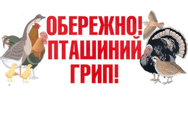 В особистому селянському господарстві Каховського району виявлено пташиний грип