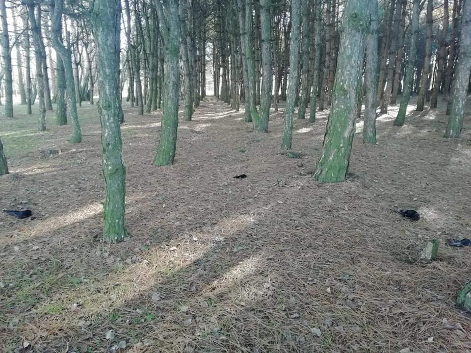 Воронопад на Херсонщині