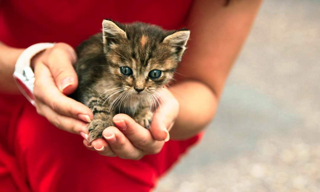 Турбота та милосердя до тварин – рівень нашої свідомості