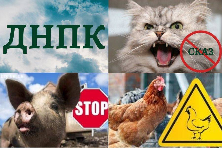 Засідання ДНПК при Нововоронцовській РДА