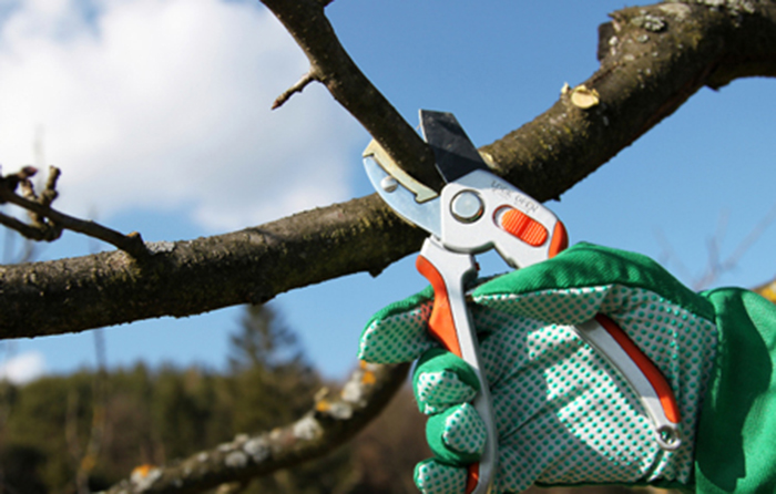 Подбаємо про врожай плодових завчасно