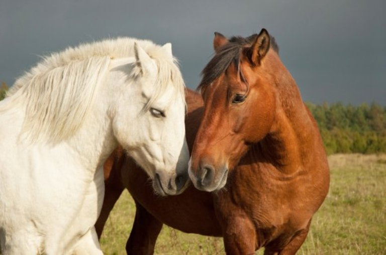 Кольки у коней: причини, симптоми, методи лікування