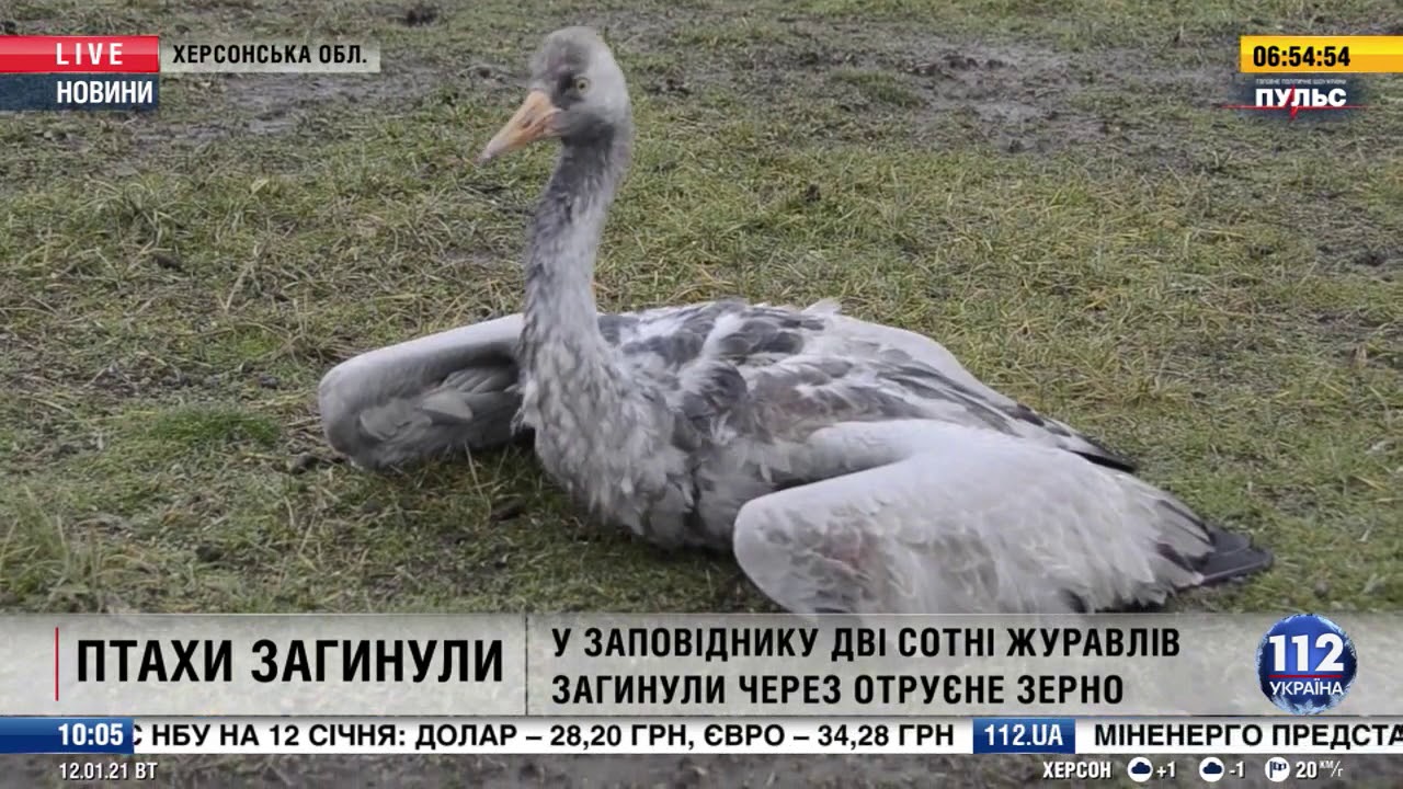 Що показало дослідження тіл загиблих в Асканії-Нова журавлів