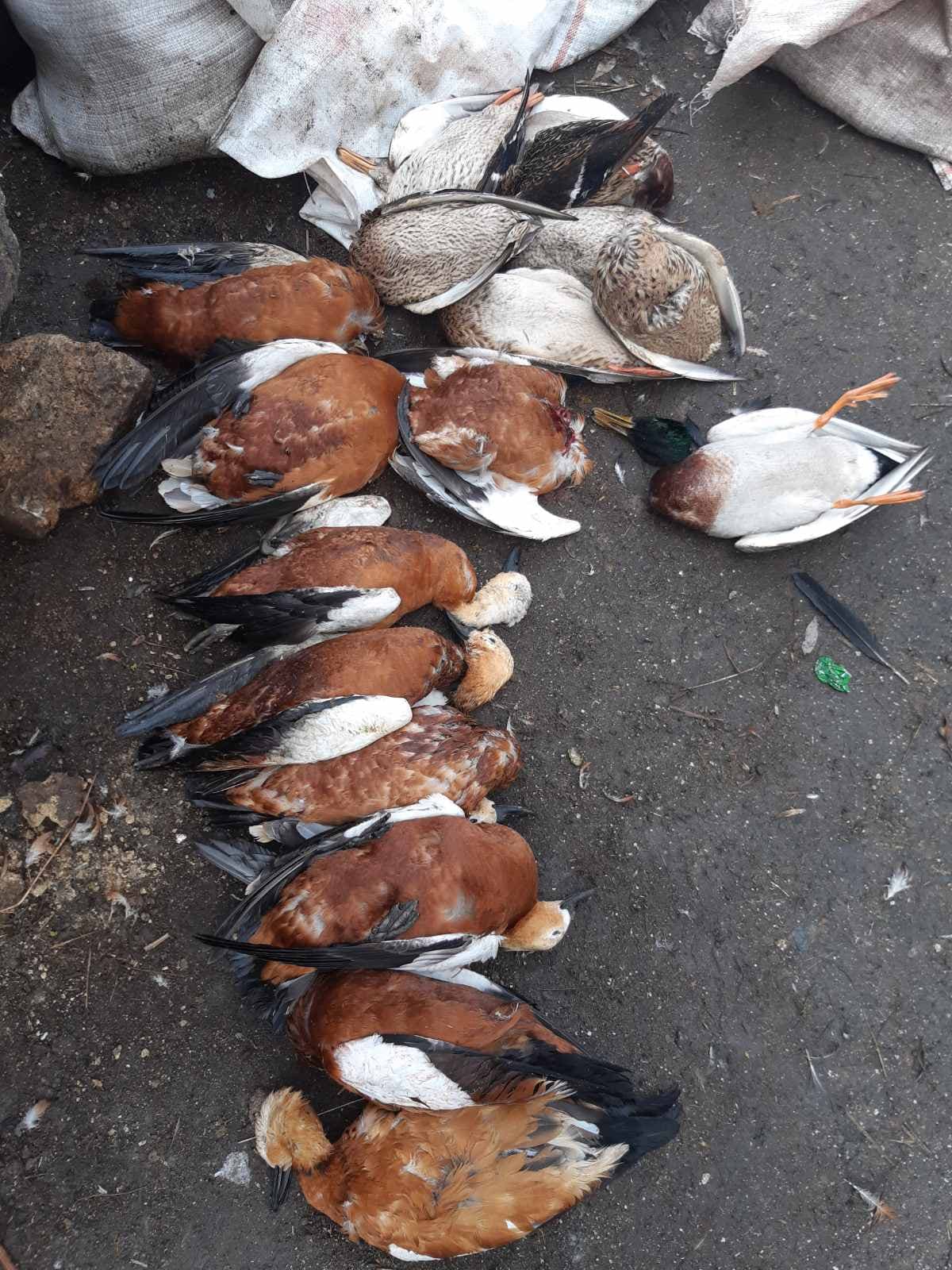Держпродспоживслужба Херсонщини з’ясовує причини нового випадку загибелі птахів у біосферному заповіднику «Асканія-Нова»