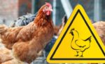 Грип птиці: ознаки та профілактика