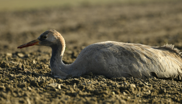 Держпродспоживслужба завершує перевірку підприємств на причетність до отруєння журавлів