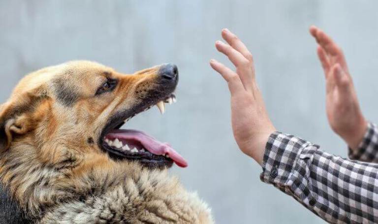 Хвороба Ауєски в собак