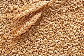 Як вберегтися від придбання неякісного насіння та садивного матеріалу