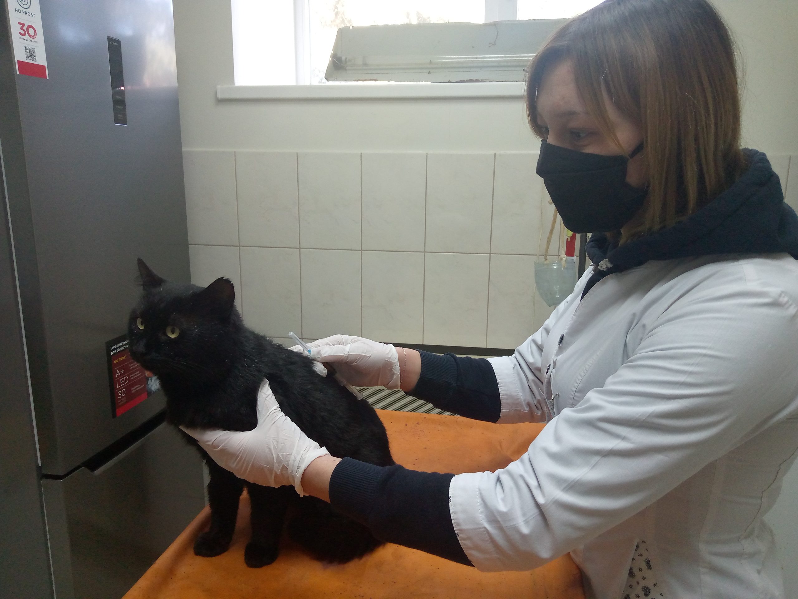 Щеплення домашніх тварин – єдиний надійний метод боротьби зі сказом