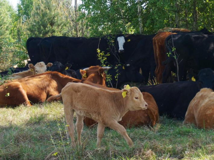 Готуємось до вигону корів на пасовища