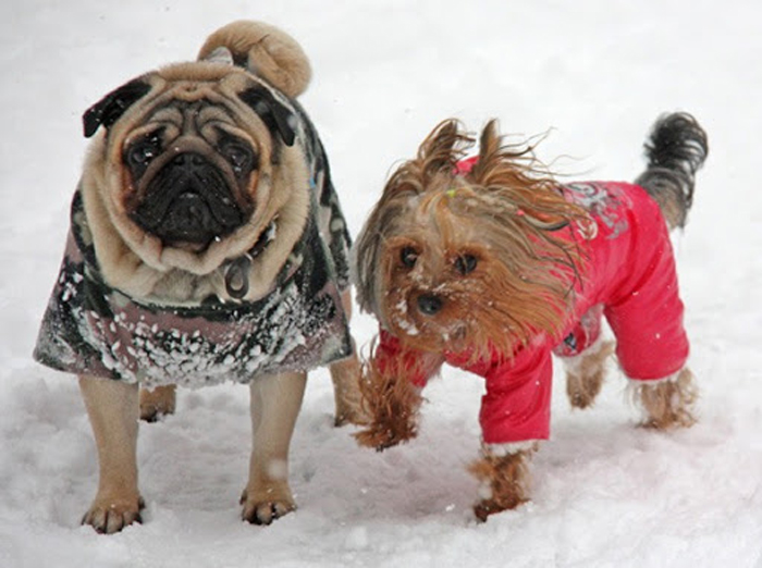Особливості догляду за собаками в холодну пору