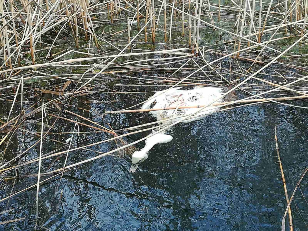 Причина загибелі 20 лебедів в Херсонській області – пташиний грип