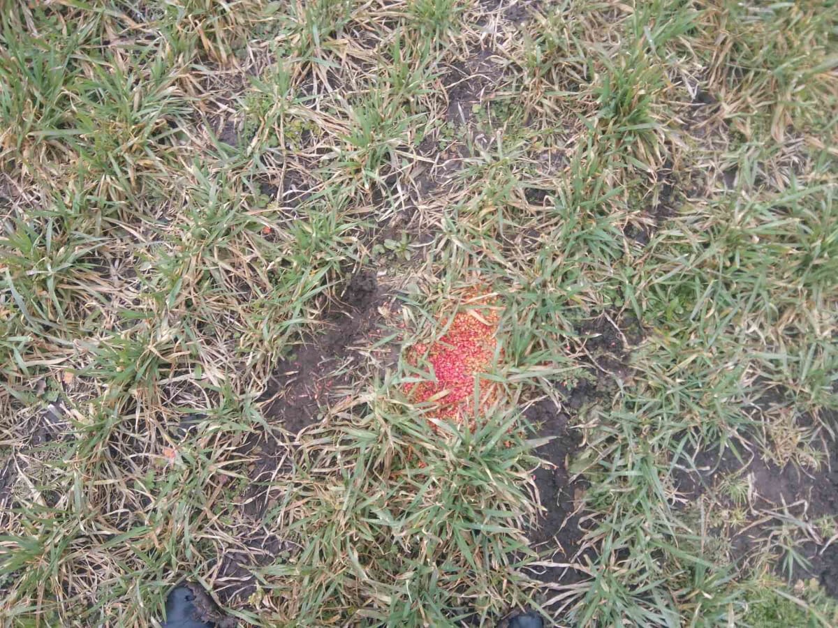 Обстеження полів на Херсонщині триває