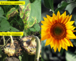 Не втрачай врожай: фітоекспертиза насіння соняшнику (частина 2)