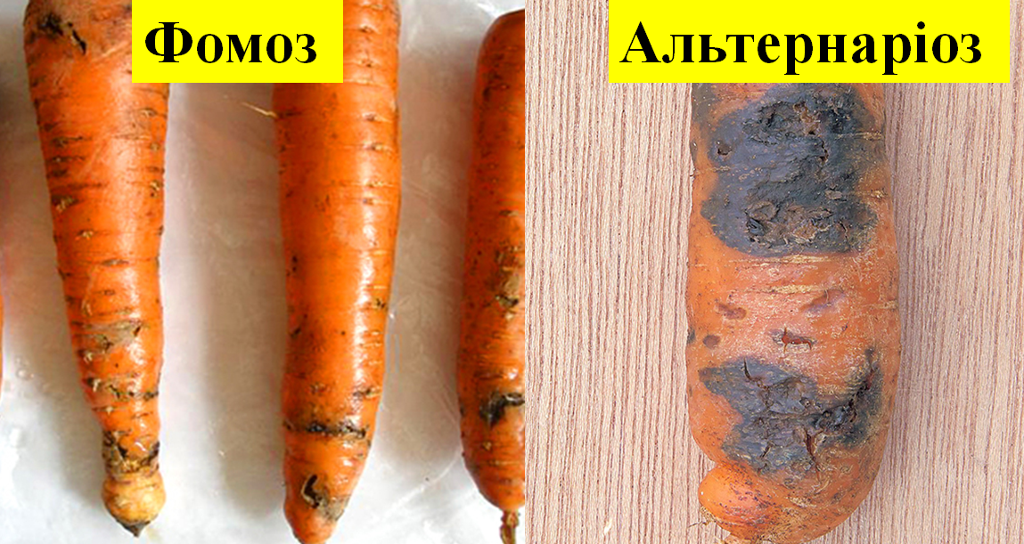 Не втрачай врожай: фітоекспертиза насіння моркви