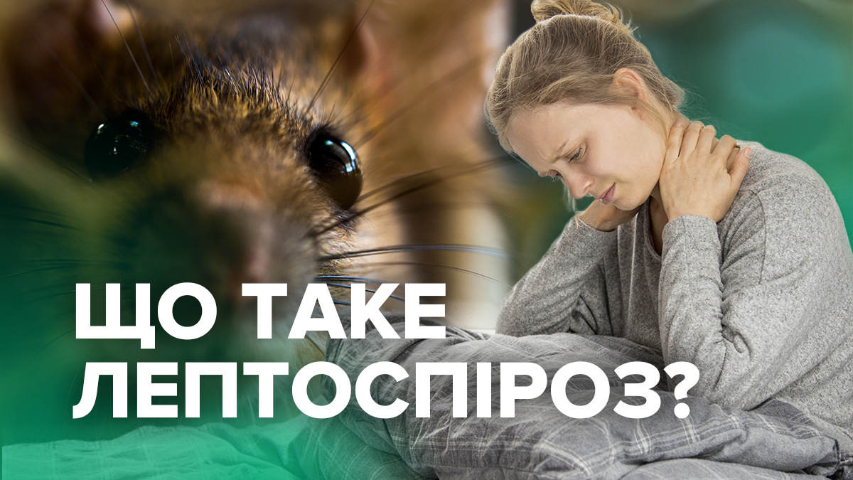 З потеплінням зростає ризик захворіти лептоспірозом