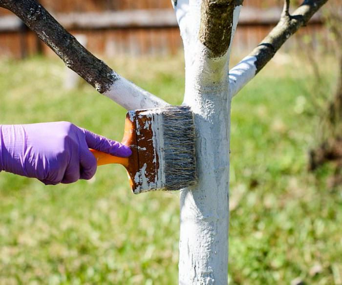 Чи варто білити дерева навесні?